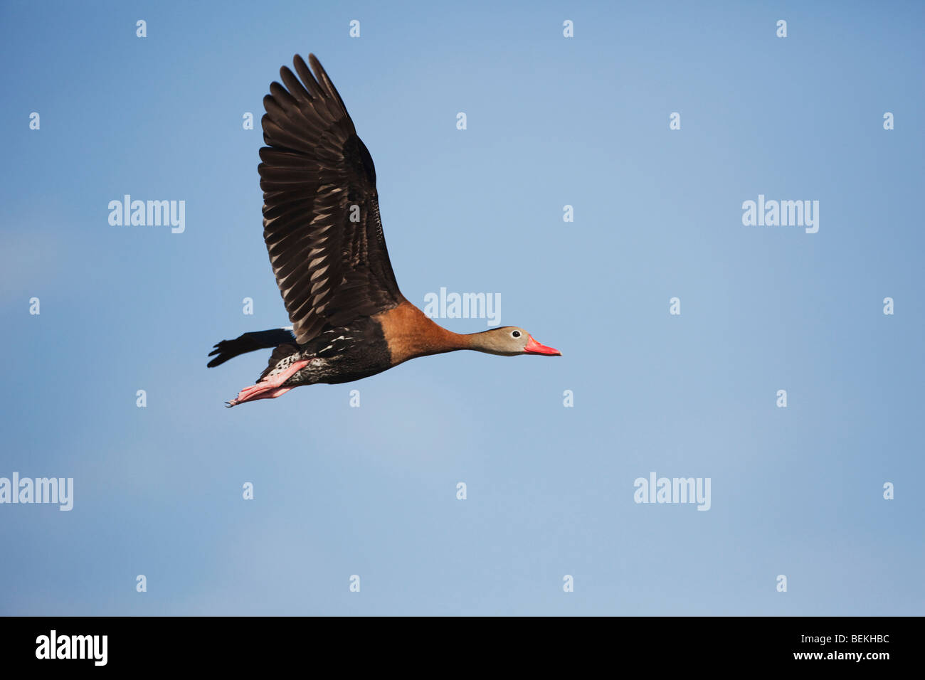 Rospo Whistling-Duck (Dendrocygna autumnalis), adulto in volo, saldatore Wildlife Refuge, Sinton, Texas, Stati Uniti d'America Foto Stock