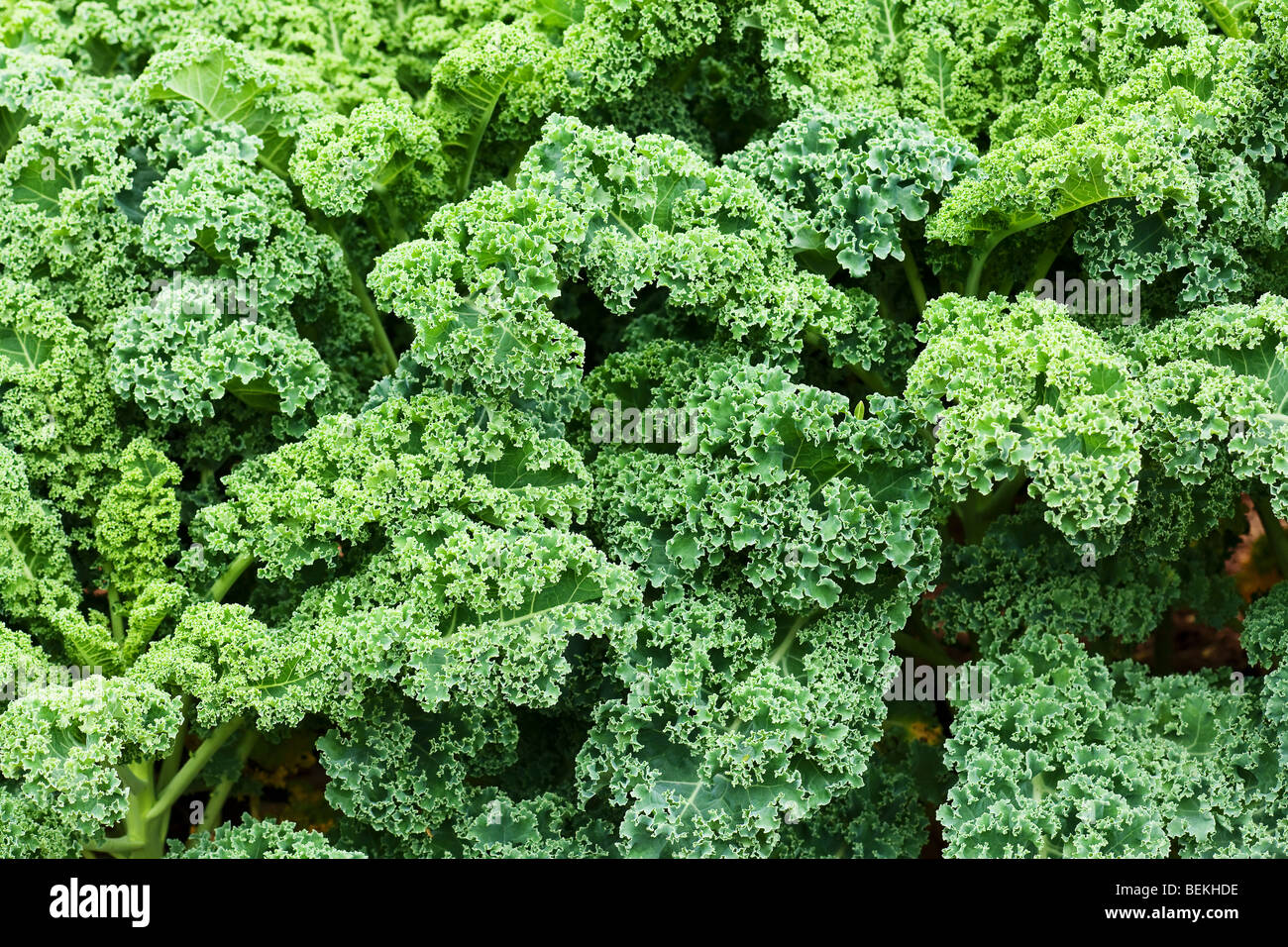 Sfondo di foglie verdi kale in giardino Foto Stock