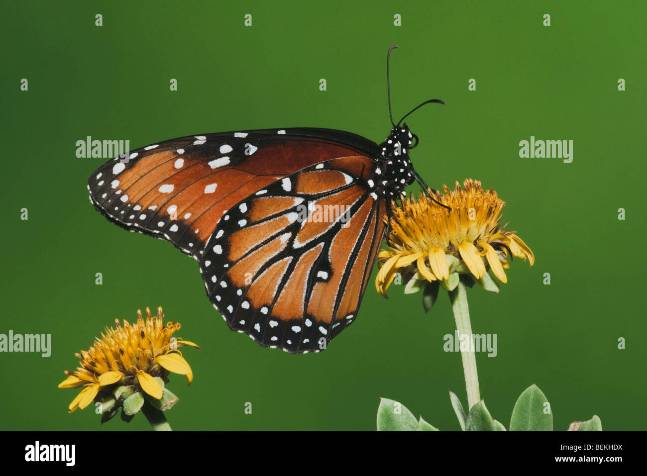 Regina Butterfly (Danaus gilippus), Adulto alimentazione in fiore, Sinton, Coastel Bend, Texas, Stati Uniti d'America Foto Stock
