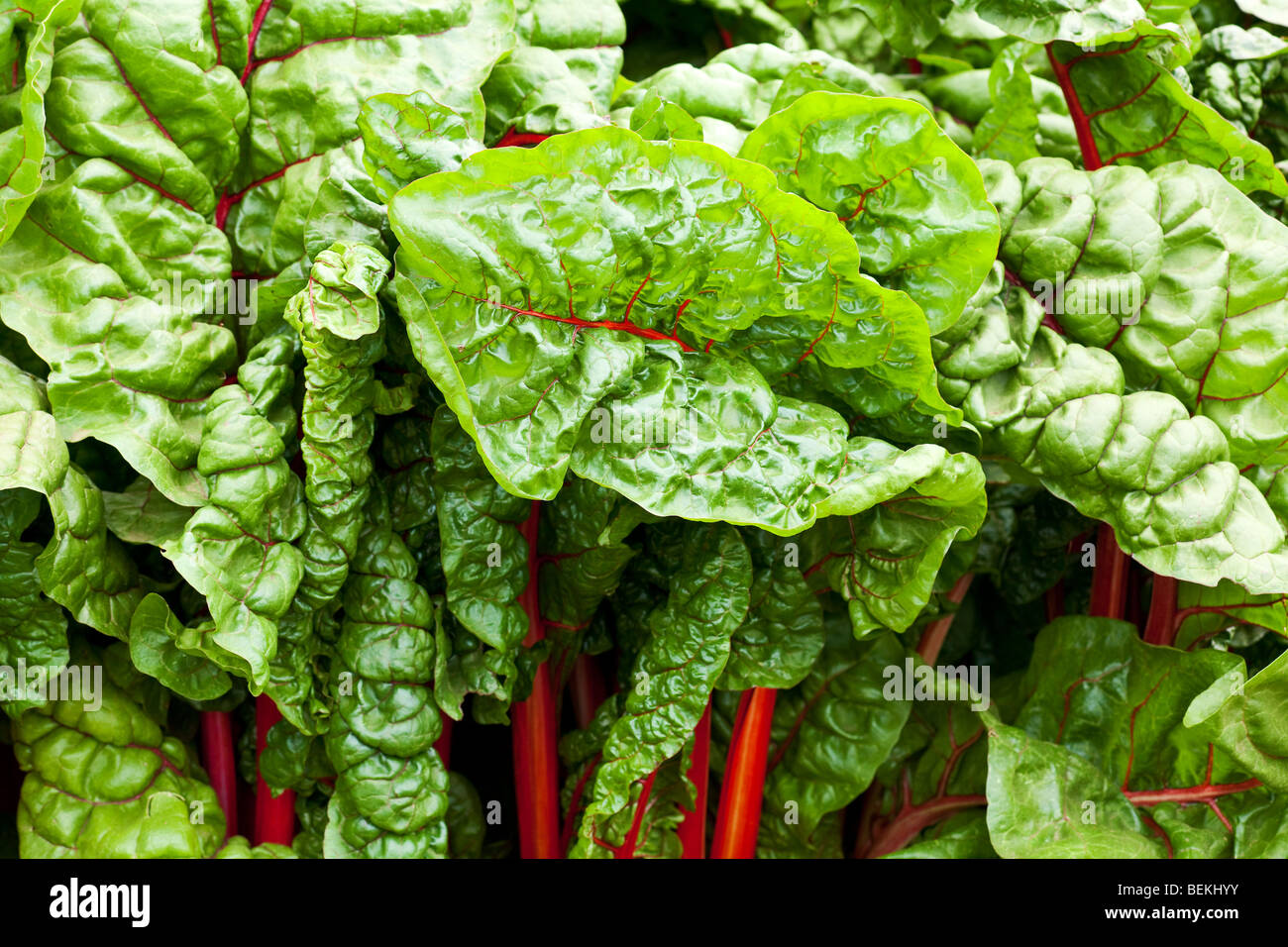 Sfondo di foglie verdi kale in giardino Foto Stock