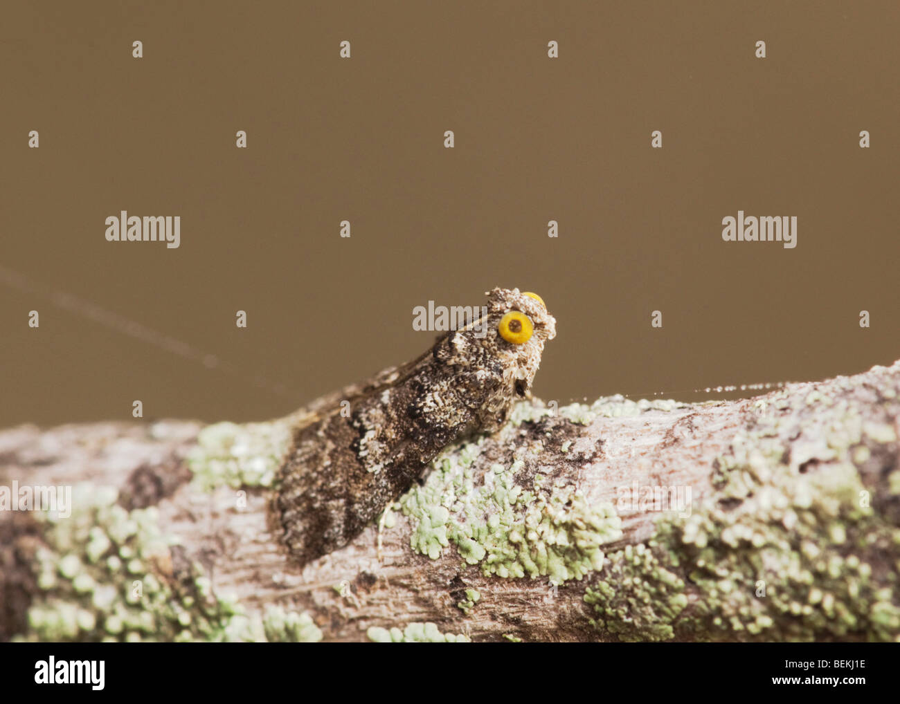 La tignola, adulto su Hackberry di corteccia di albero camuffati, Lago di Corpus Christi, Texas, Stati Uniti d'America Foto Stock