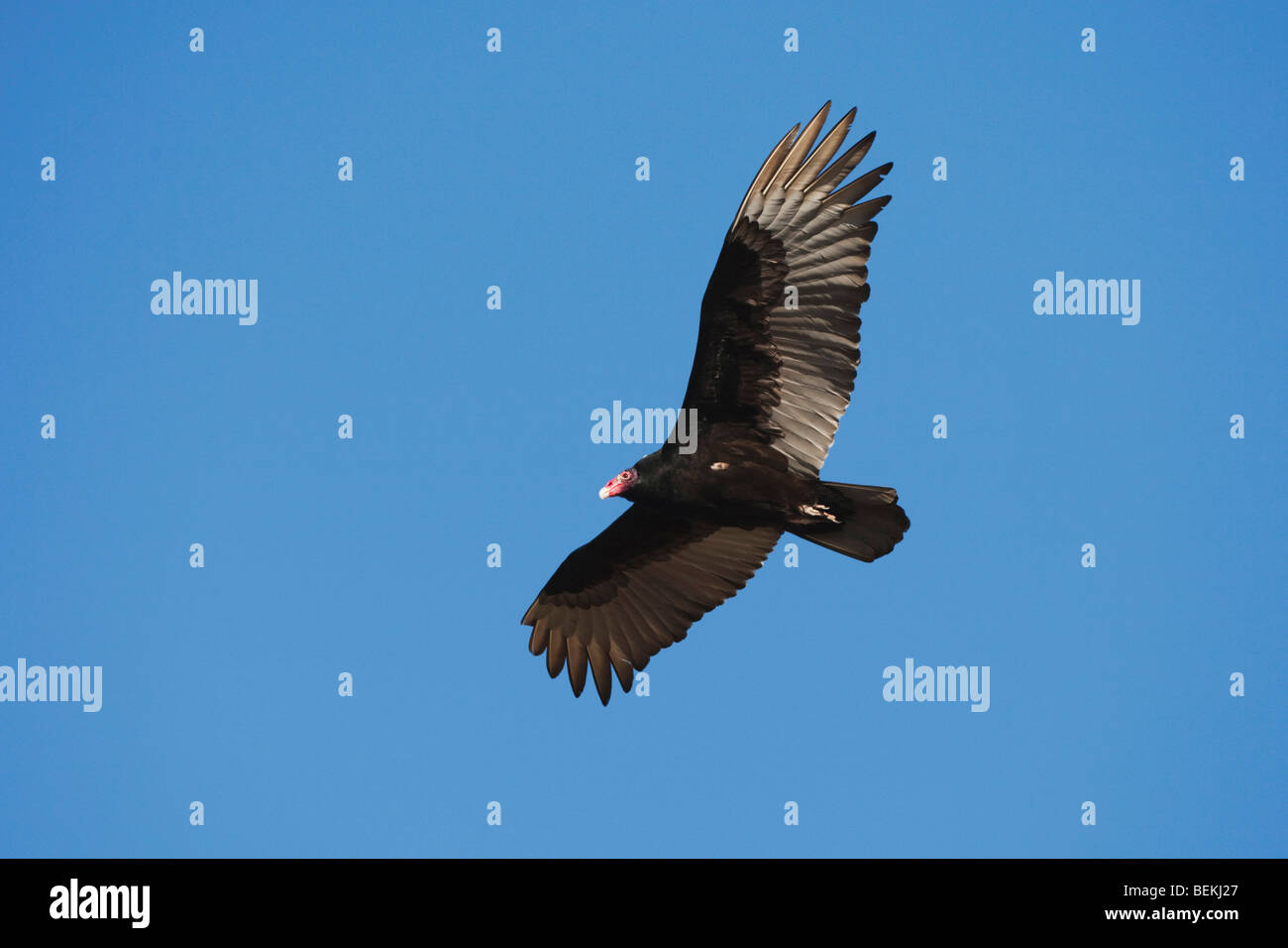 La Turchia Vulture (Cathartes aura), adulto in volo, Sinton, Corpus Christi, Coastal Bend, Texas, Stati Uniti d'America Foto Stock