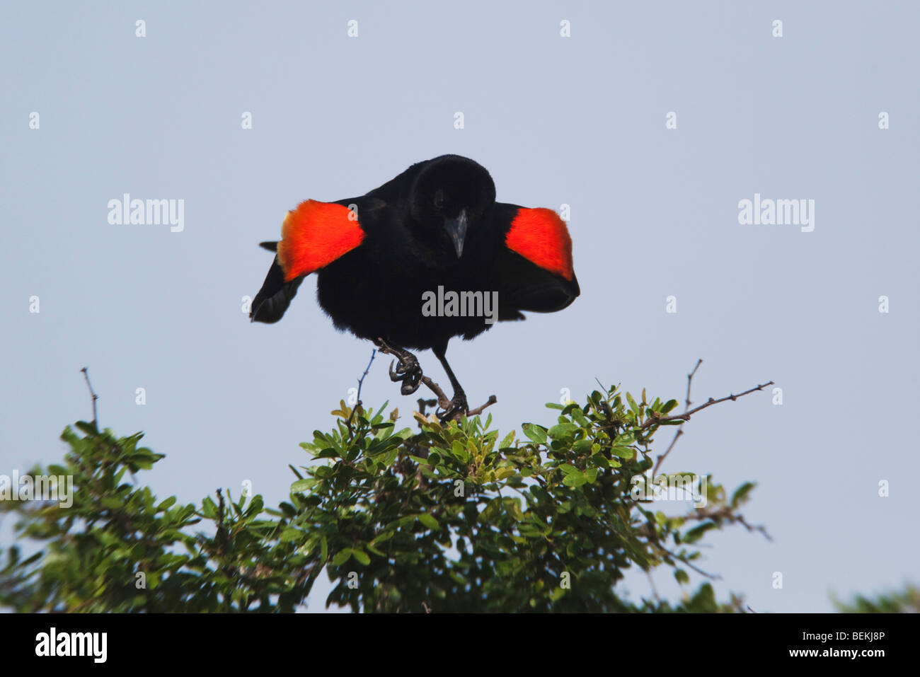 Rosso-winged Blackbird (Agelaius phoeniceus), maschio a cantare, Sinton, Corpus Christi, Coastal Bend, Texas, Stati Uniti d'America Foto Stock