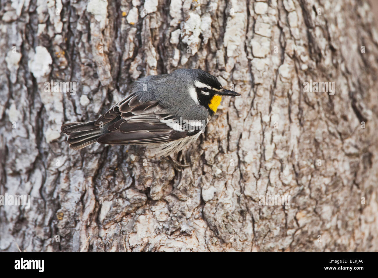 Giallo-throated trillo (Dendroica dominica), maschio, Sinton, Corpus Christi, Coastal Bend, Texas, Stati Uniti d'America Foto Stock