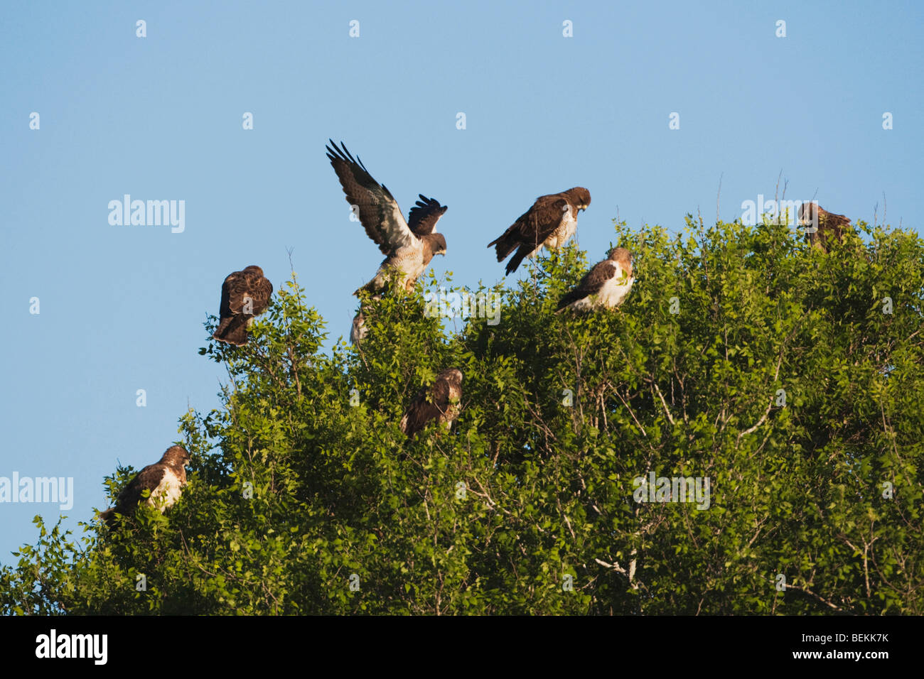 Swainson's Hawk (Buteo swainsoni), adulti nella struttura ad albero, Sinton, Corpus Christi, Coastal Bend, Texas, Stati Uniti d'America Foto Stock