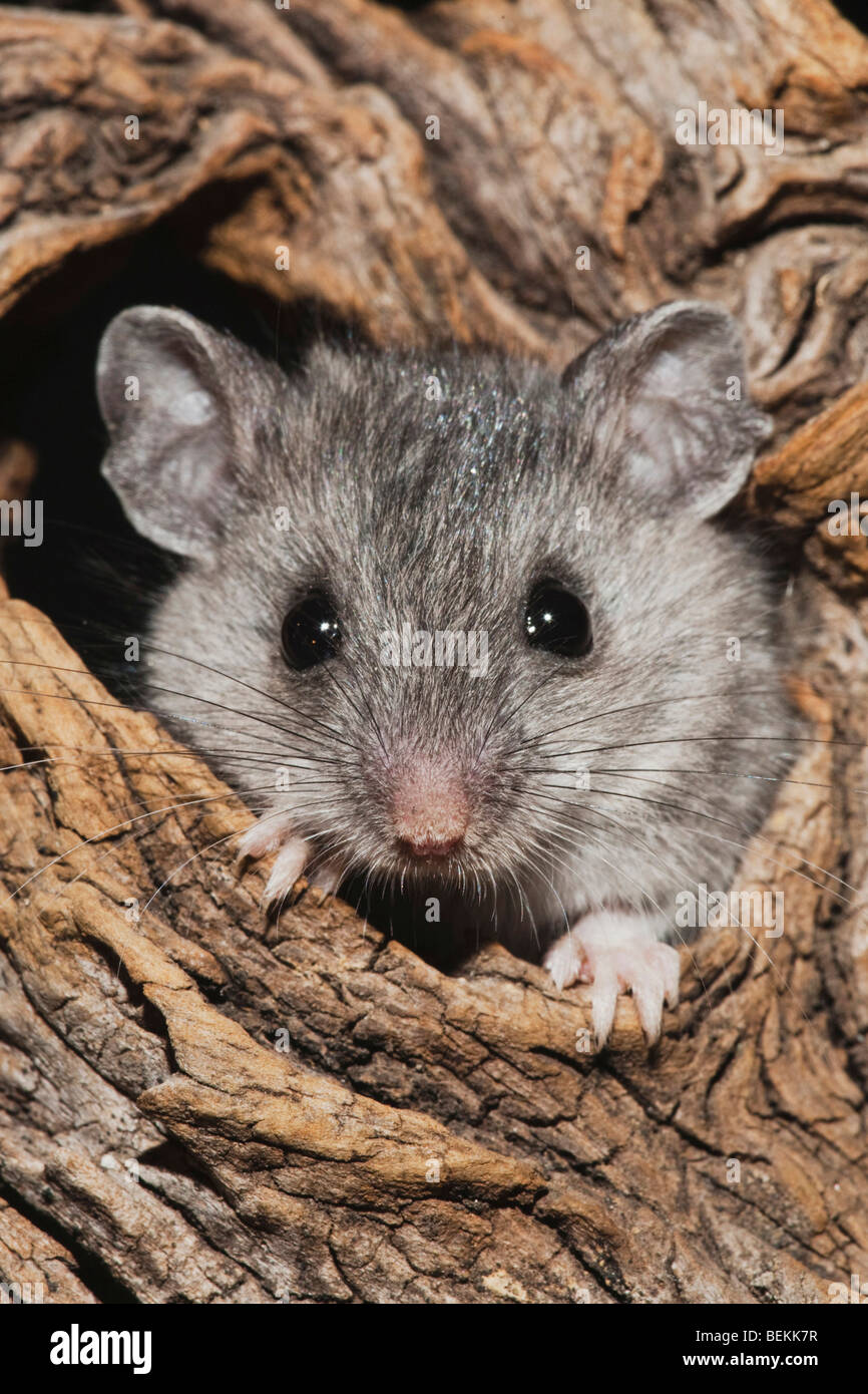 Bianco-footed Mouse (Peromyscus leucopus), Adulto nel foro albero, Sinton, Corpus Christi, Coastal Bend, Texas, Stati Uniti d'America Foto Stock