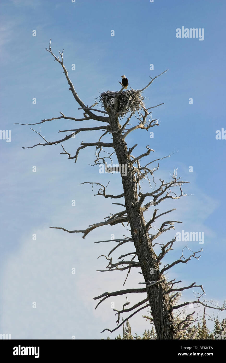 Aquila calva sul nido nella struttura ad albero avvistato poco dopo aver inserito il Parco Nazionale di Yellowstone da West Yellowstone. L'inverno. Foto Stock