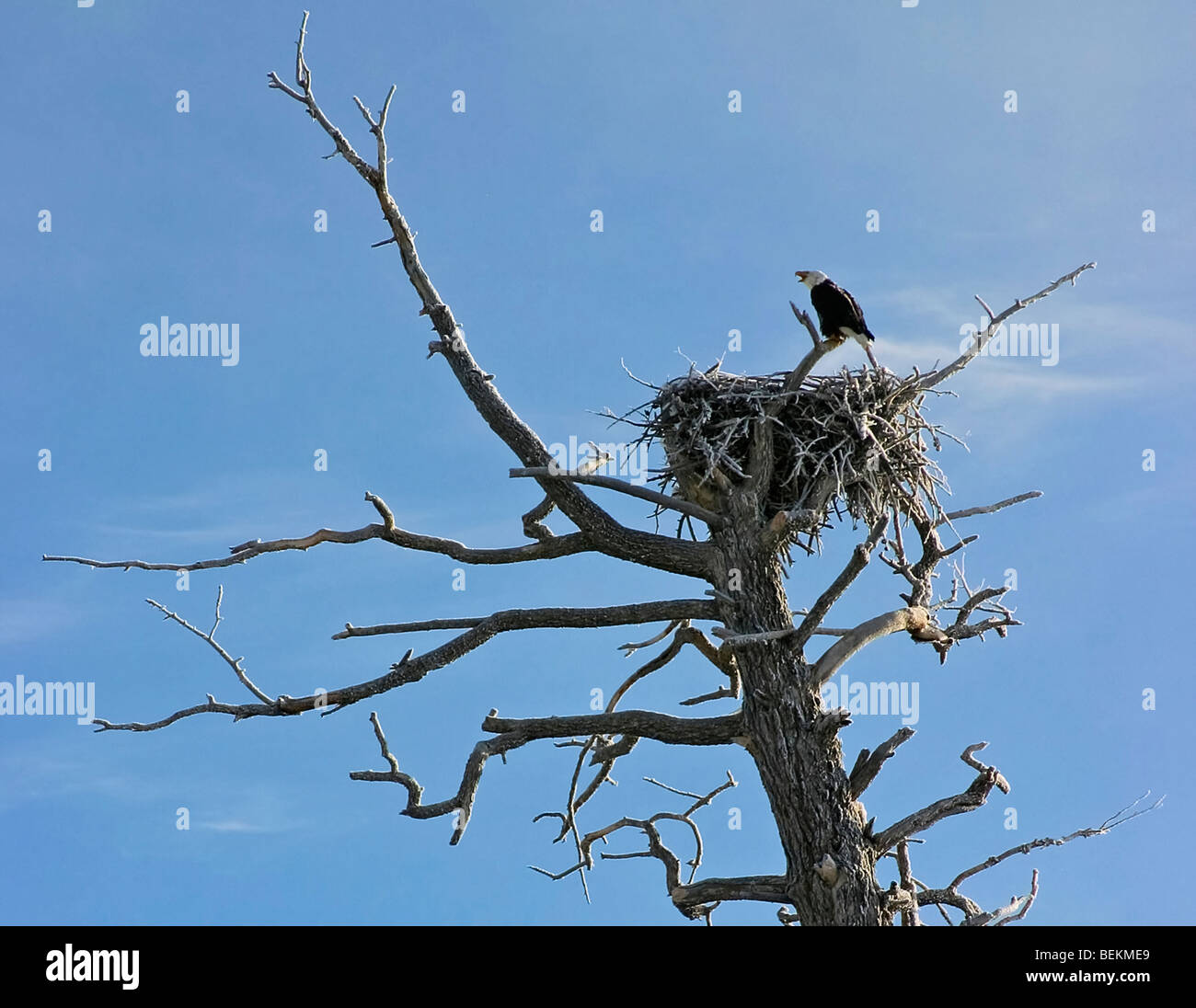 Aquila calva sul nido nella struttura ad albero avvistato poco dopo aver inserito il Parco Nazionale di Yellowstone da West Yellowstone. L'inverno. Foto Stock