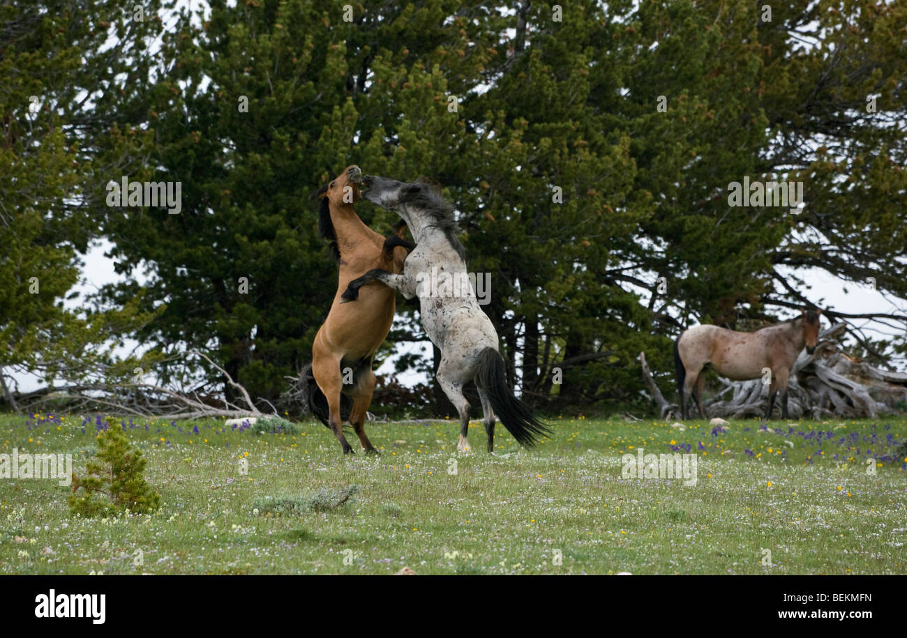 Cavallo Mustang Pryor Mountains Wyoming usa Wild Foto Stock