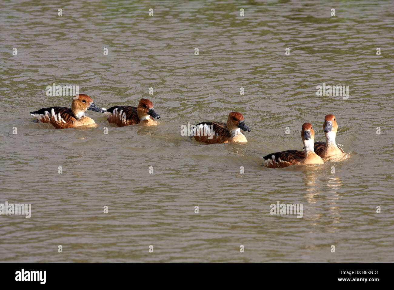Sibilo Fulvous anatre, dendrocygna bicolor Foto Stock