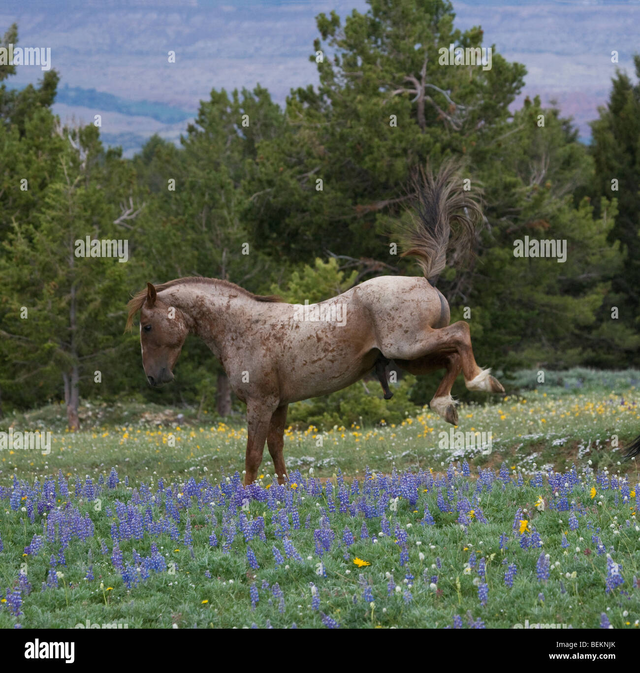 Cavallo Mustang Pryor Mountains Wyoming usa Wild Foto Stock