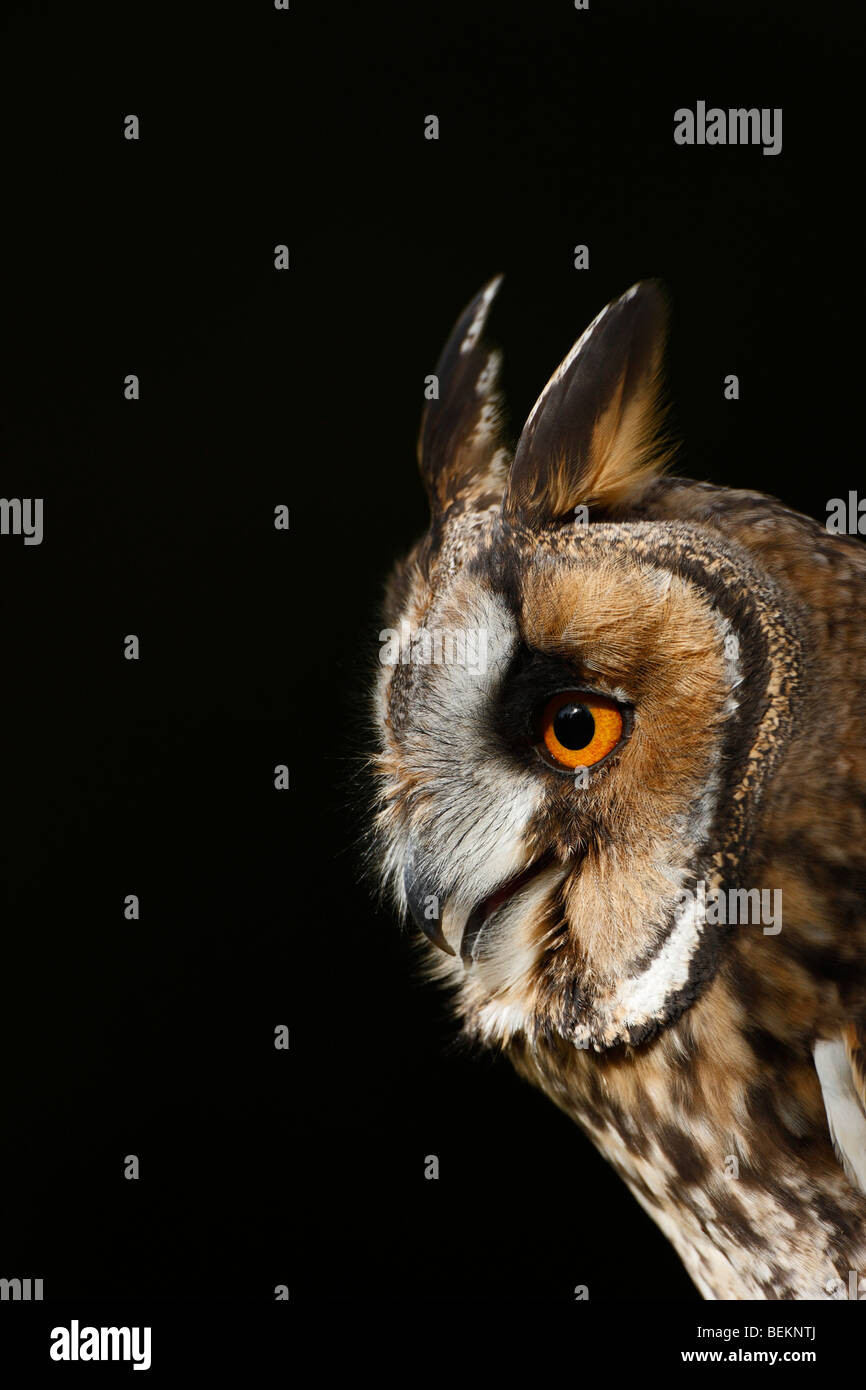 Long Eared Owl Asio otus vicino la testa Foto Stock