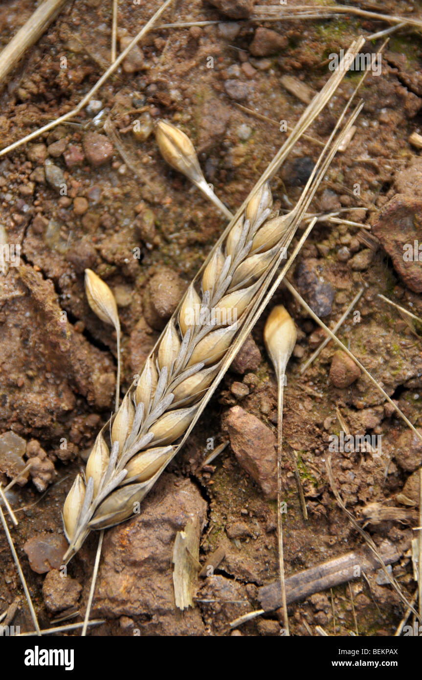 Una singola testa di ripe orzo giace sul terreno con alcuni dei suoi semi caduti giacenti nelle vicinanze. Foto Stock