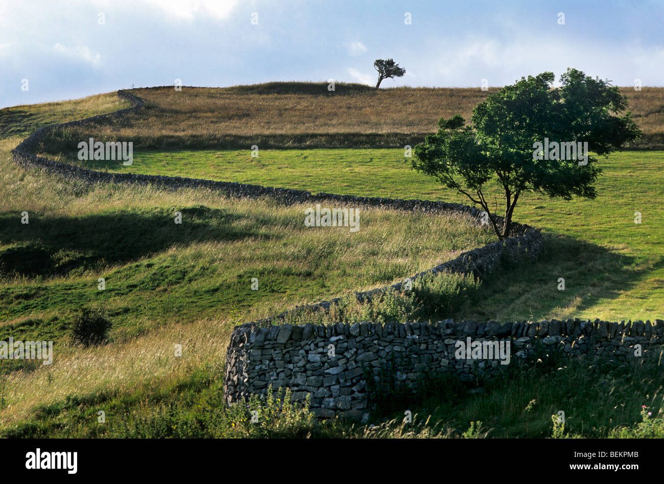 Prati con i tradizionali muri in pietra a secco a Yorkshire, Inghilterra, Regno Unito Foto Stock