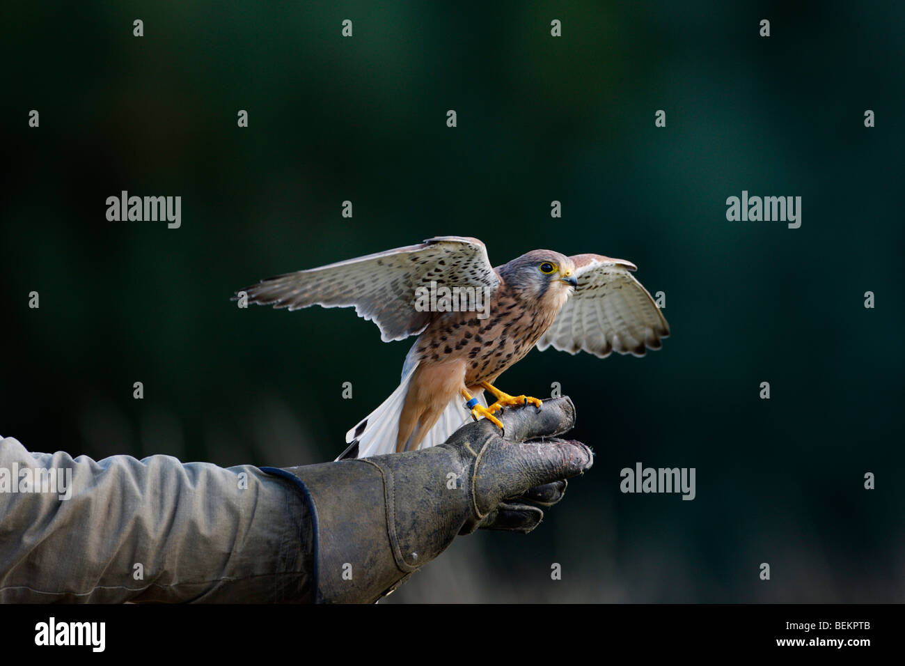 Il Gheppio Falco tinnunculus su Falconieri guanto Foto Stock