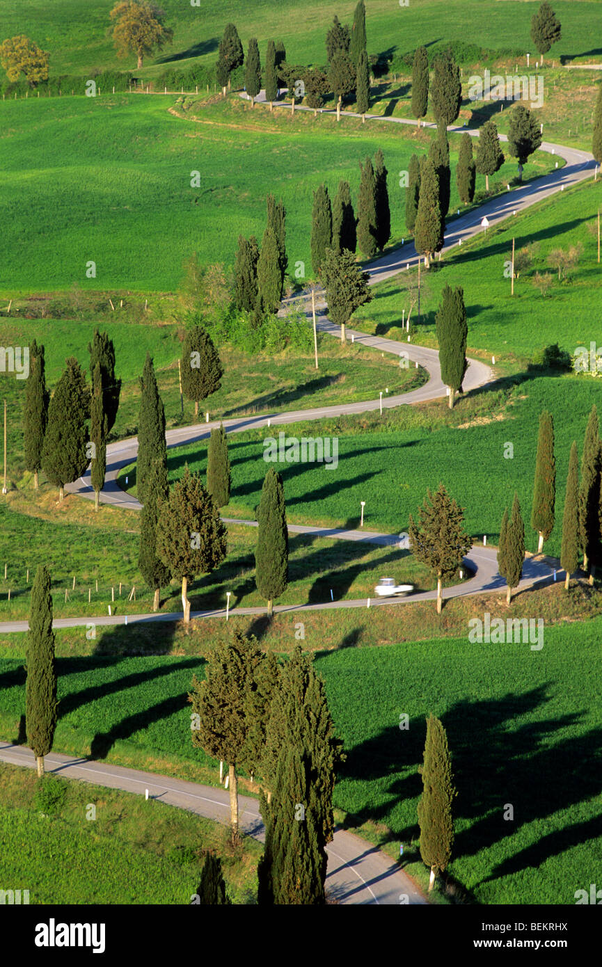 Gli alberi di cipresso (Cupressus sempervirens) lungo la strada a Monticciello, Toscana, Italia Foto Stock