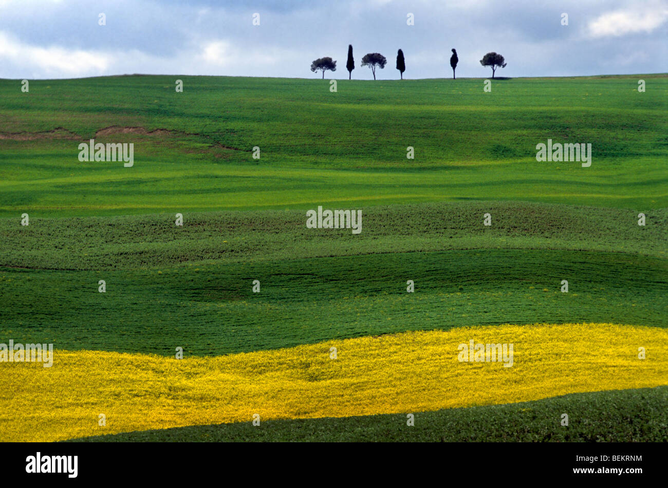 Gli alberi di cipresso (Cupressus sempervirens) in campo, Toscana, Italia Foto Stock
