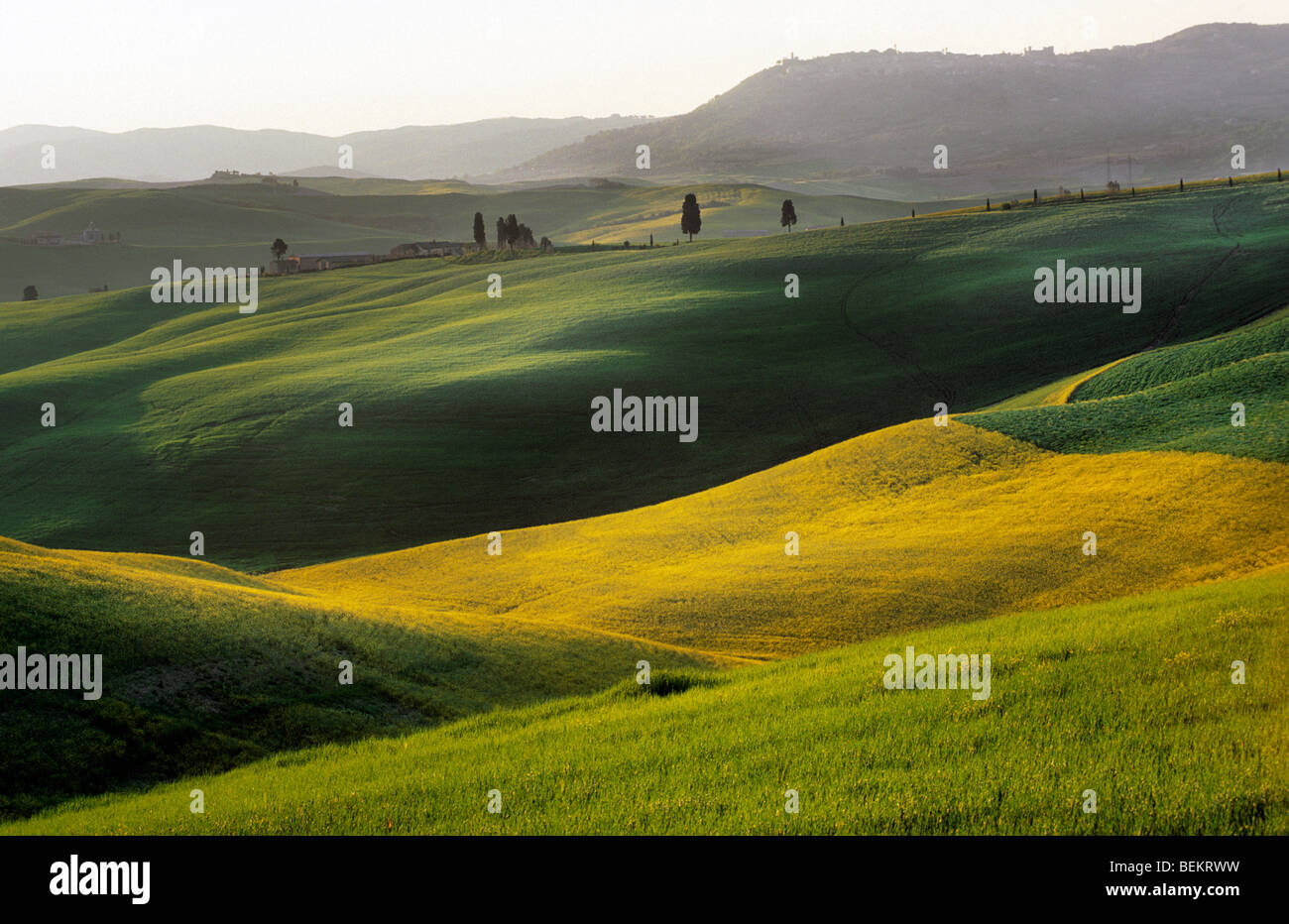 Gli alberi di cipresso (Cupressus sempervirens) in campo, Toscana, Italia Foto Stock
