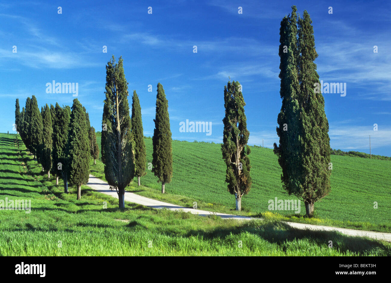 Gli alberi di cipresso (Cupressus sempervirens) lungo la strada in Toscana, Italia Foto Stock