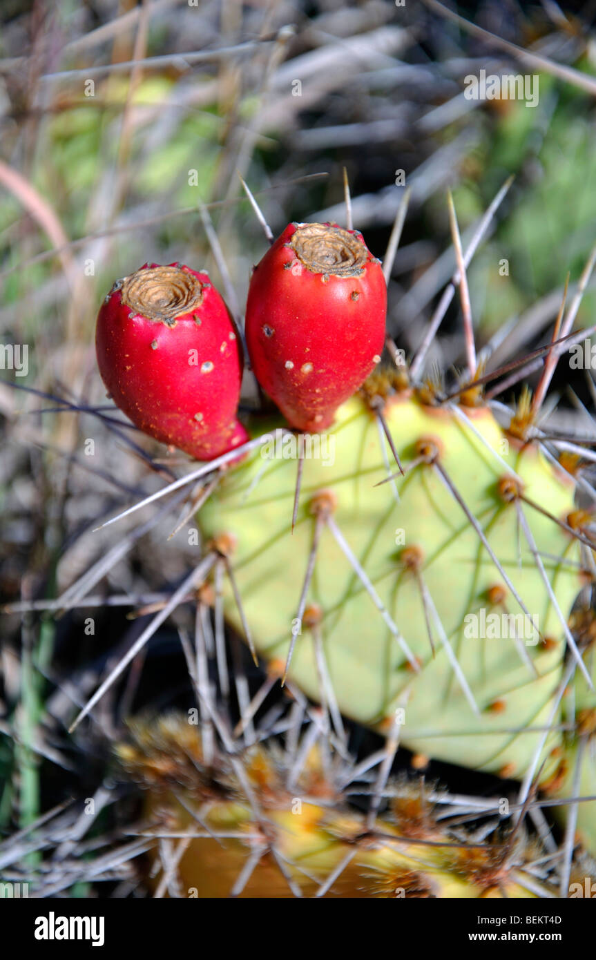 L' Opuntia - ficodindia cactus con frutta Foto Stock