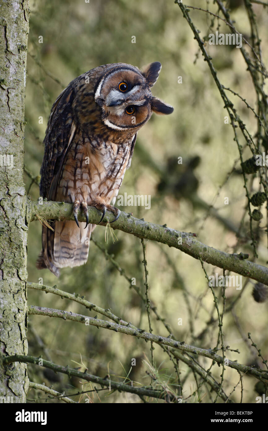 Long Eared Owl Asio otus Foto Stock
