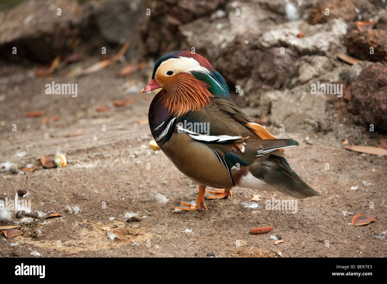 Maschi di Anatra di mandarino (Aix galericulata) Foto Stock