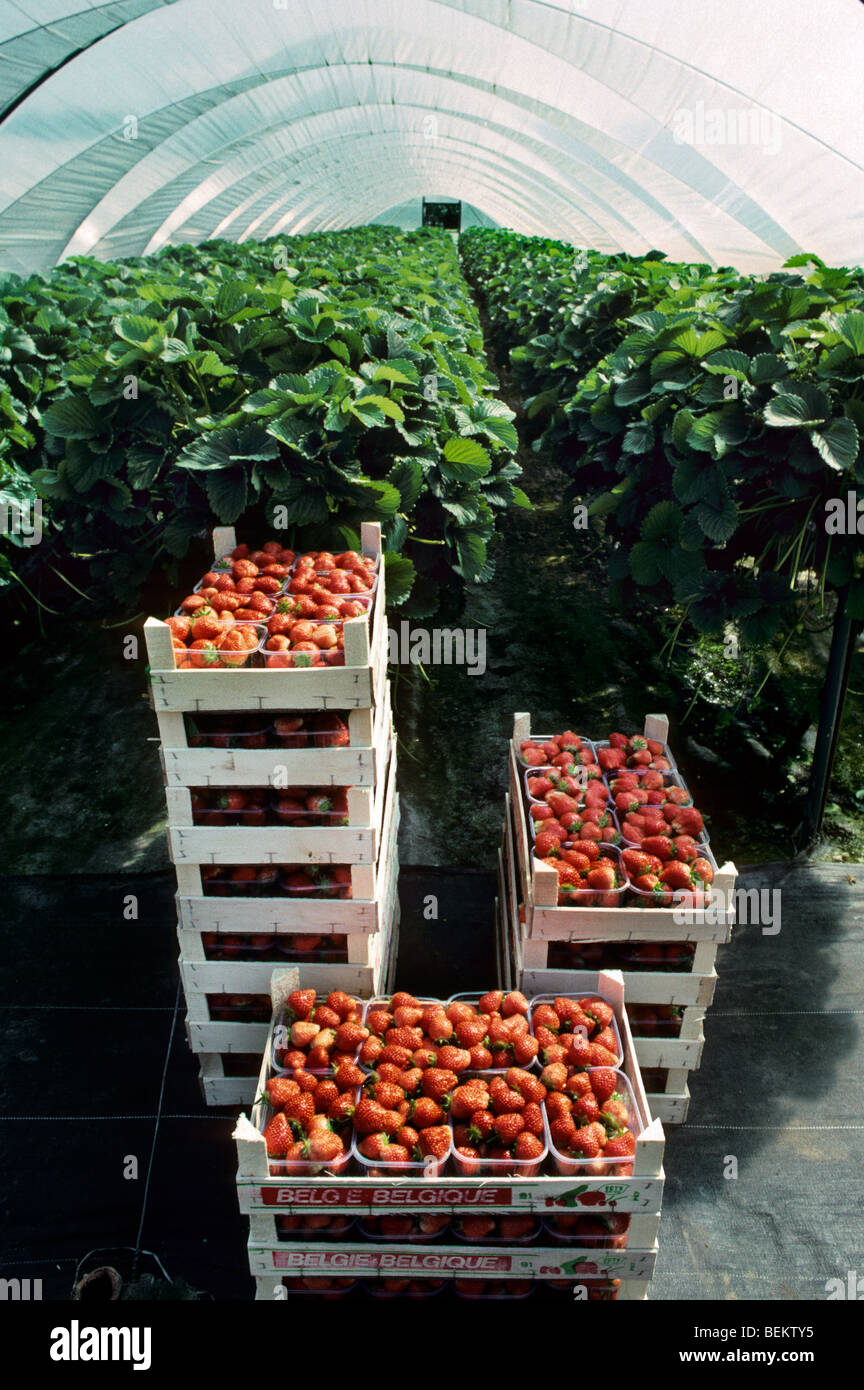 Scatole con raccolte e pranzo coltivate fragole (Fragaria) in serra Foto Stock