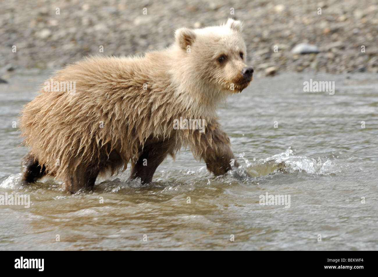 Foto di stock di una bionda-fase Alaskan brown Bear Cub camminando attraverso un ruscello, il Parco Nazionale del Lago Clark. Foto Stock