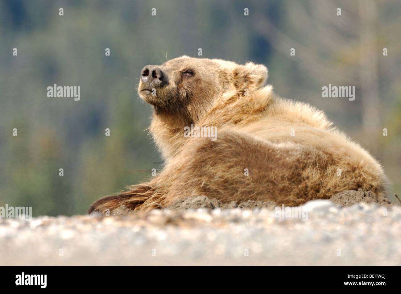 Foto di stock di un Alaskan orso bruno avvolto a ricciolo, in appoggio sulla spiaggia, il Parco Nazionale del Lago Clark, Alaska Foto Stock