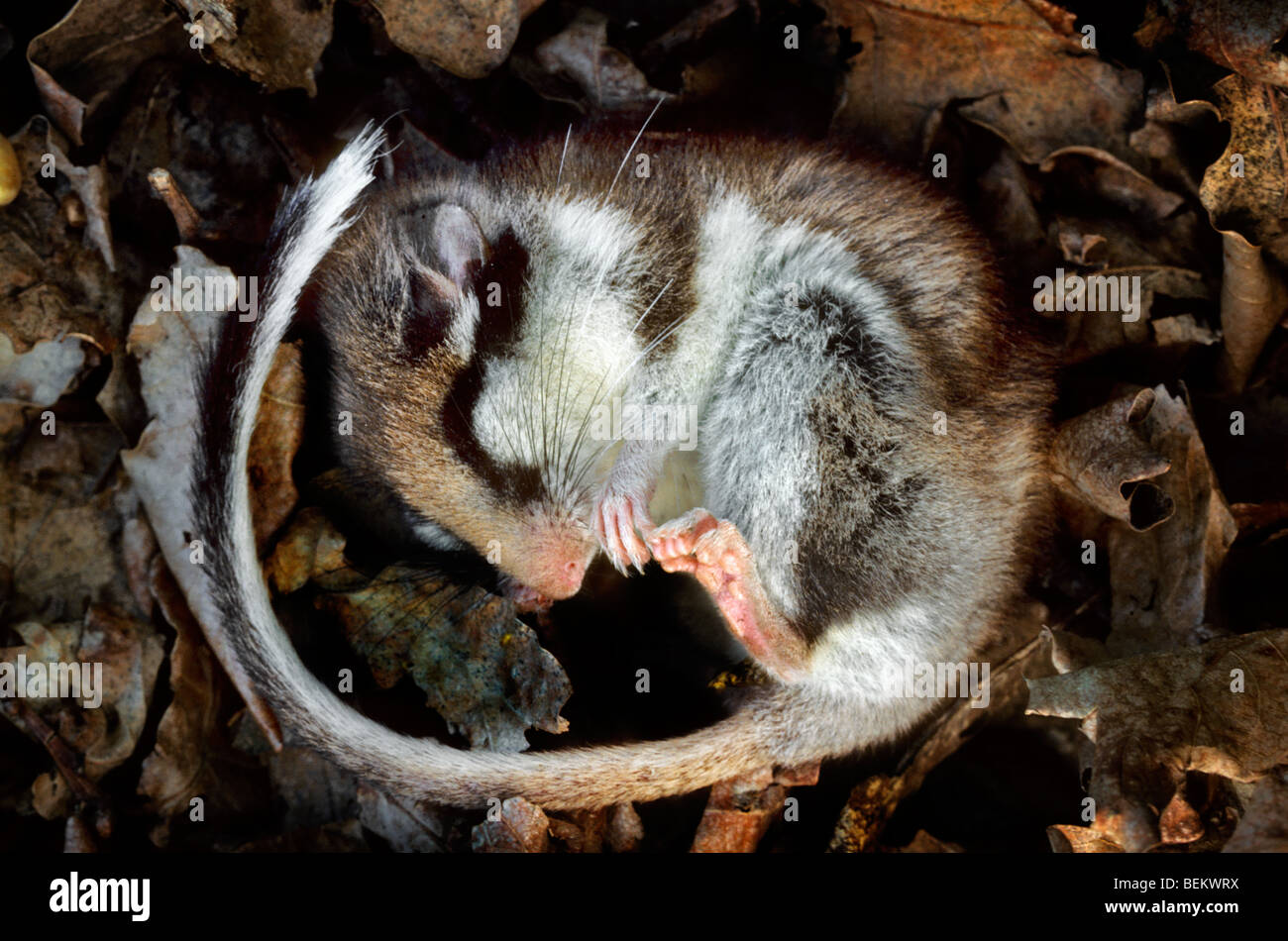 Quercino (Eliomys quercinus) entra in modalità di ibernazione dormendo raggomitolati nel nido fatto di foglie nella foresta Foto Stock