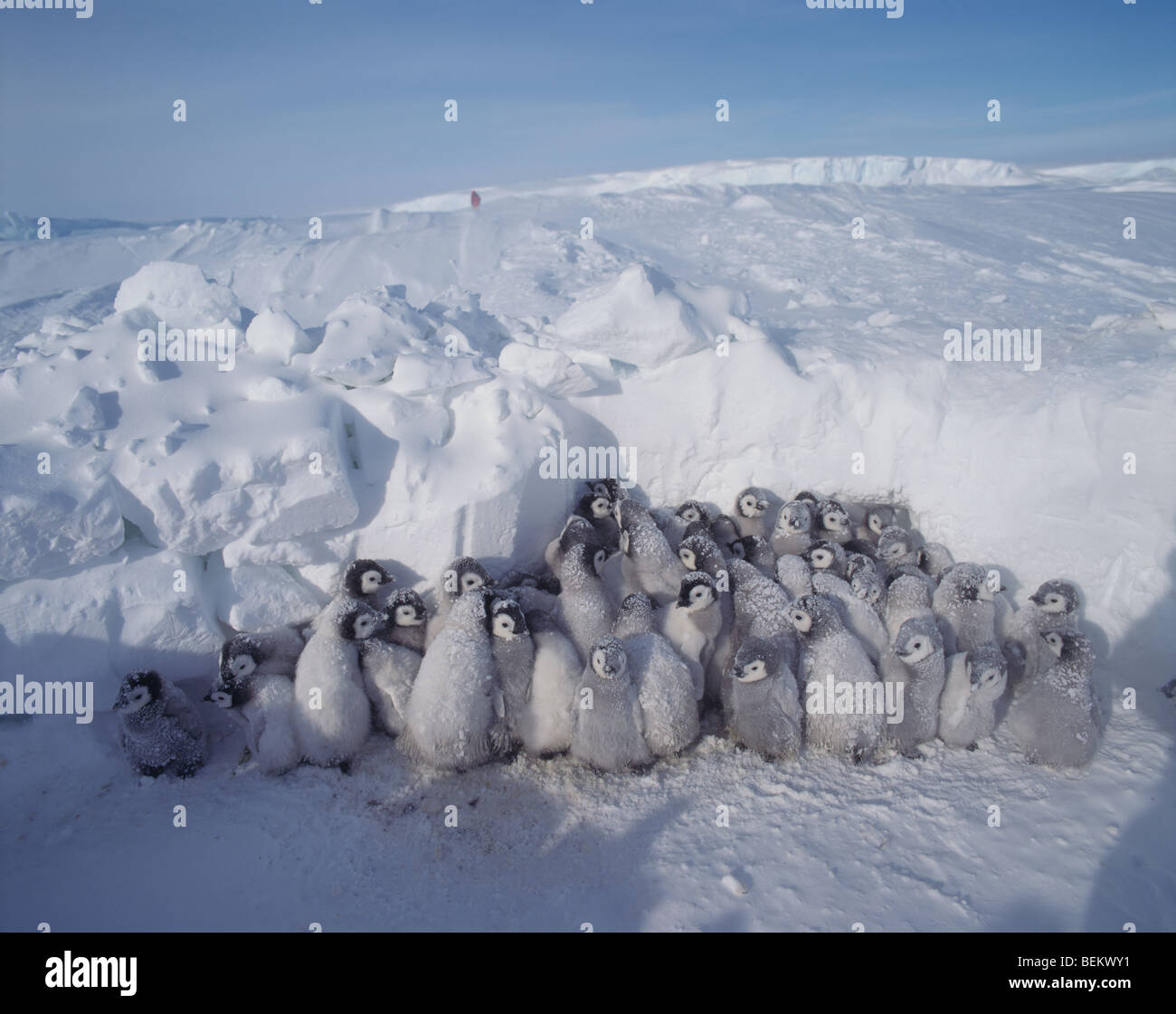 Pinguino imperatore pulcini, ANTARTICO Foto Stock