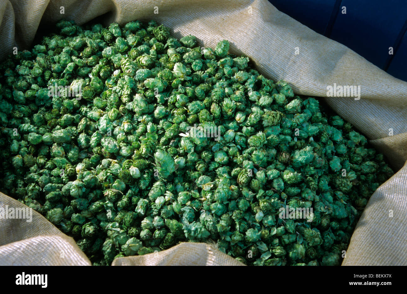 La raccolta del luppolo (Humulus lupulus), Poperinge, Belgio Foto Stock