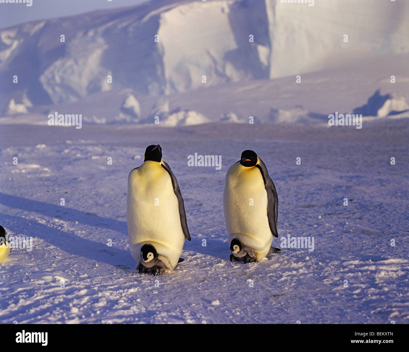 Pinguino imperatore famiglia, ANTARTICO Foto Stock