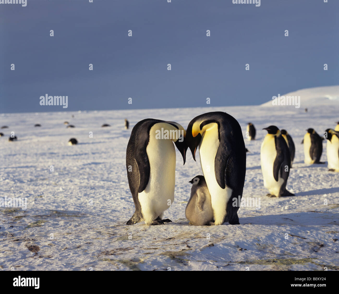 Pinguino imperatore famiglia, ANTARTICO Foto Stock