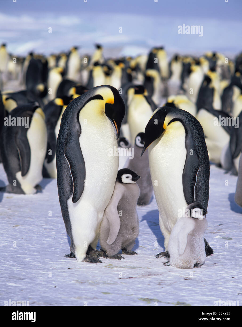 Pinguino imperatore famiglia, ANTARTICO Foto Stock