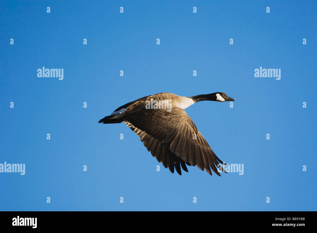 Canada Goose, (Branta canadensis), Adulto, Bosque del Apache National Wildlife Refuge , Nuovo Messico, STATI UNITI D'AMERICA Foto Stock