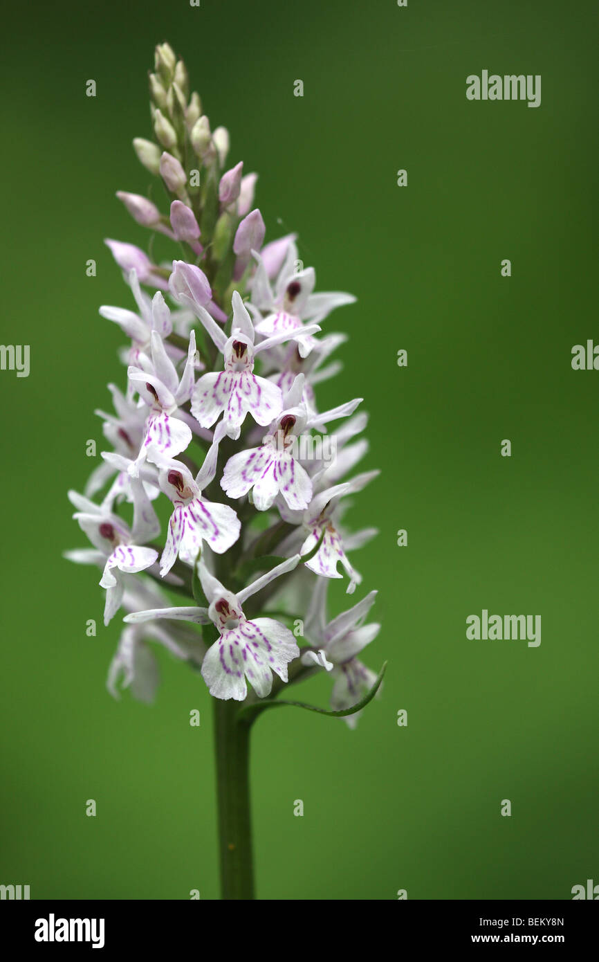 Avvistato comune (orchidea Dactylorhiza fuchsii) nella foresta, Belgio Foto Stock