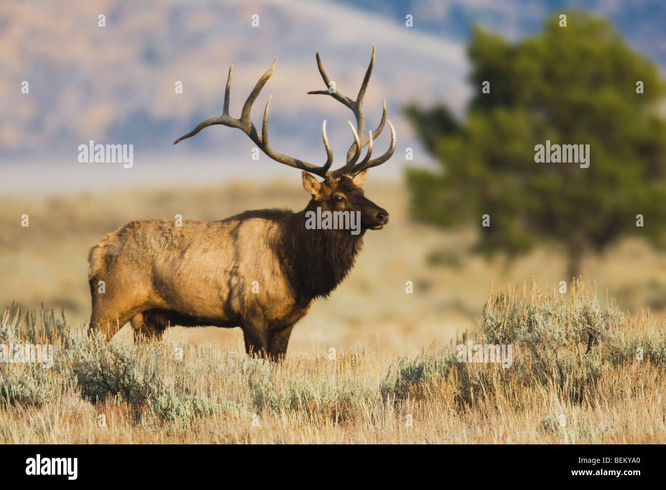 Elk, Wapiti (Cervus elaphus), Bull bugling, Yellowstone NP,Wyoming, STATI UNITI D'AMERICA Foto Stock