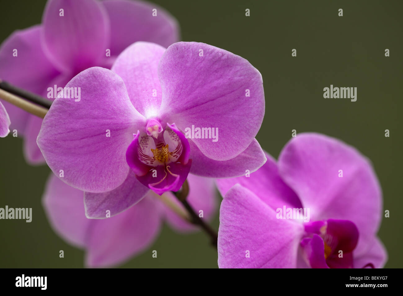Orchidee rosa insieme contro un verde, al di fuori della messa a fuoco lo sfondo Foto Stock