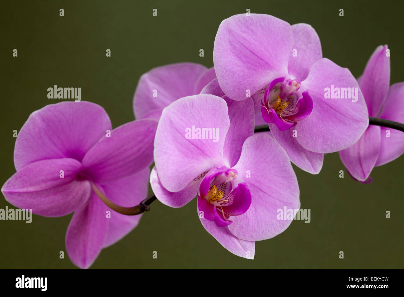 Orchidee rosa insieme contro un verde, al di fuori della messa a fuoco lo sfondo Foto Stock