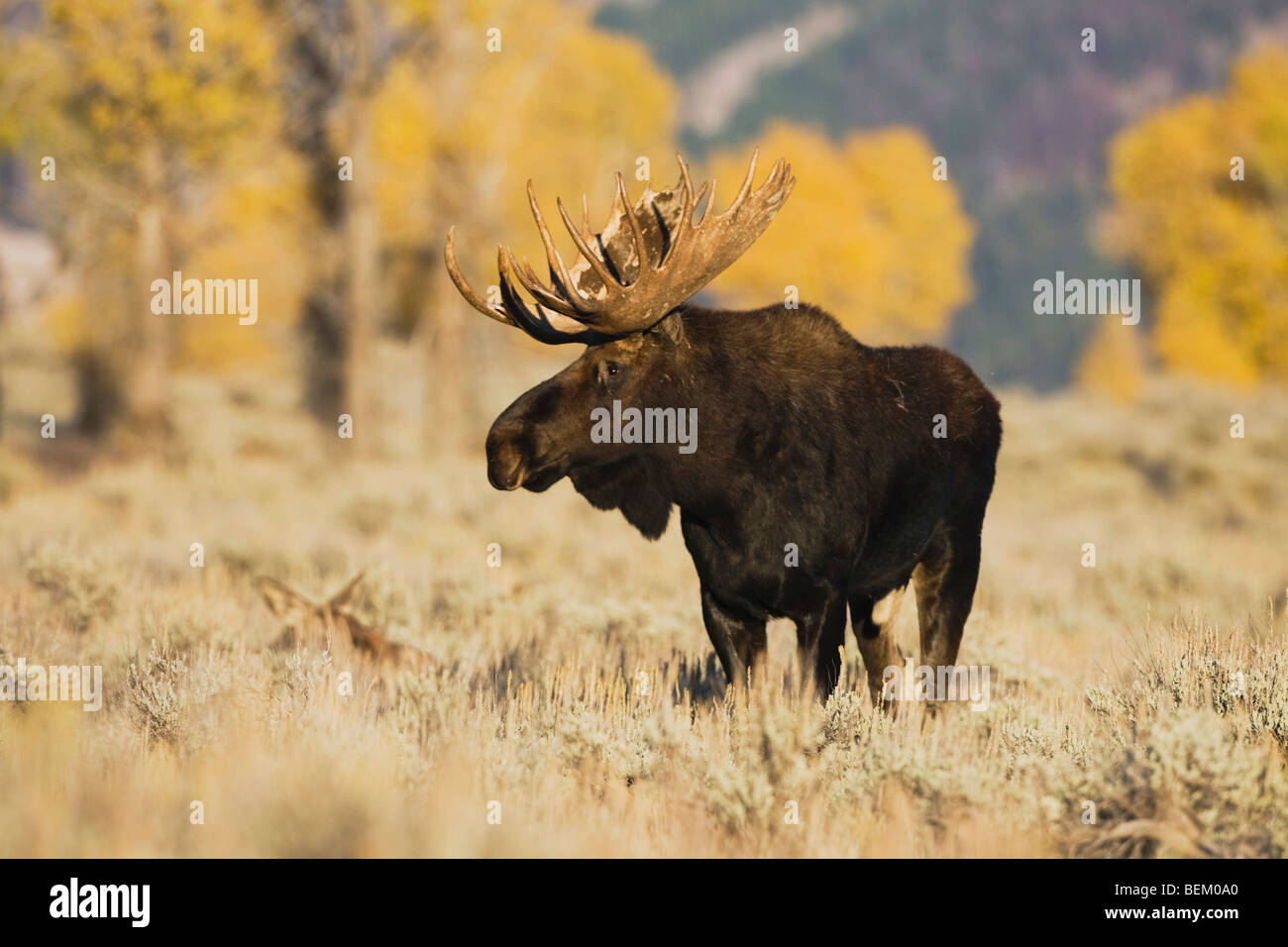 Alci (Alces alces), Bull, Grand Teton NP,Wyoming, STATI UNITI D'AMERICA Foto Stock