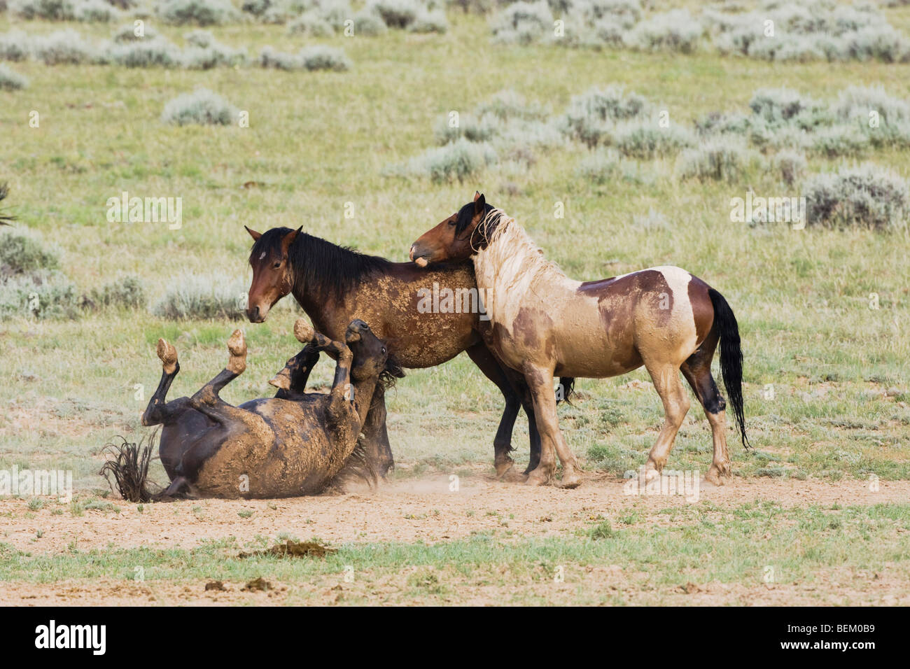 Mustang Cavallo (Equus caballus), allevamento, Pryor Mountain Wild Horse gamma, Montana, USA Foto Stock