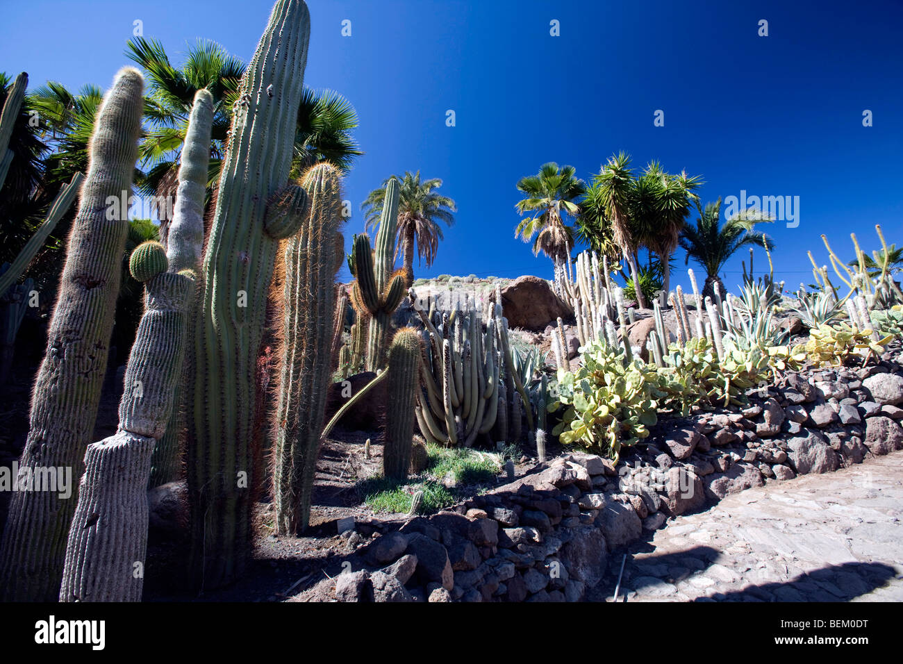 Il Cactualdea Cactuspark più grande in Europa, San Nicolas De Tolentino, Gran Canaria, Isole Canarie, Spagna, Europa Foto Stock