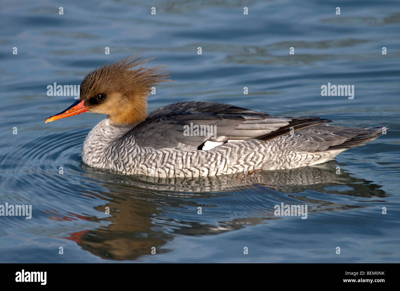 Femmina lato squamosa Merganser anatra (mergus squamatus) Foto Stock