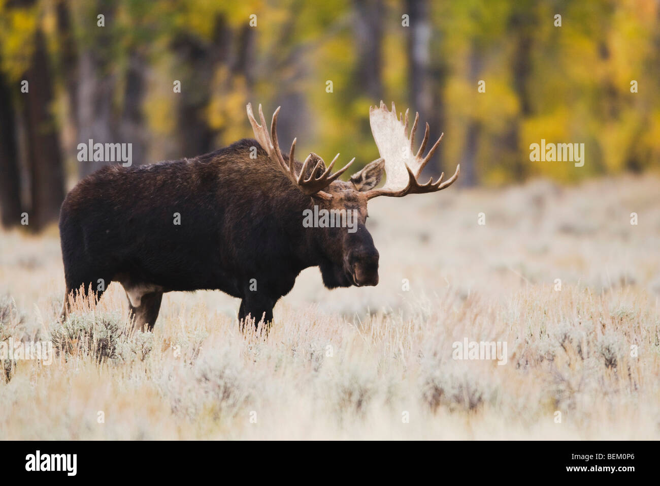 Alci (Alces alces), Bull, Grand Teton NP,Wyoming, STATI UNITI D'AMERICA Foto Stock