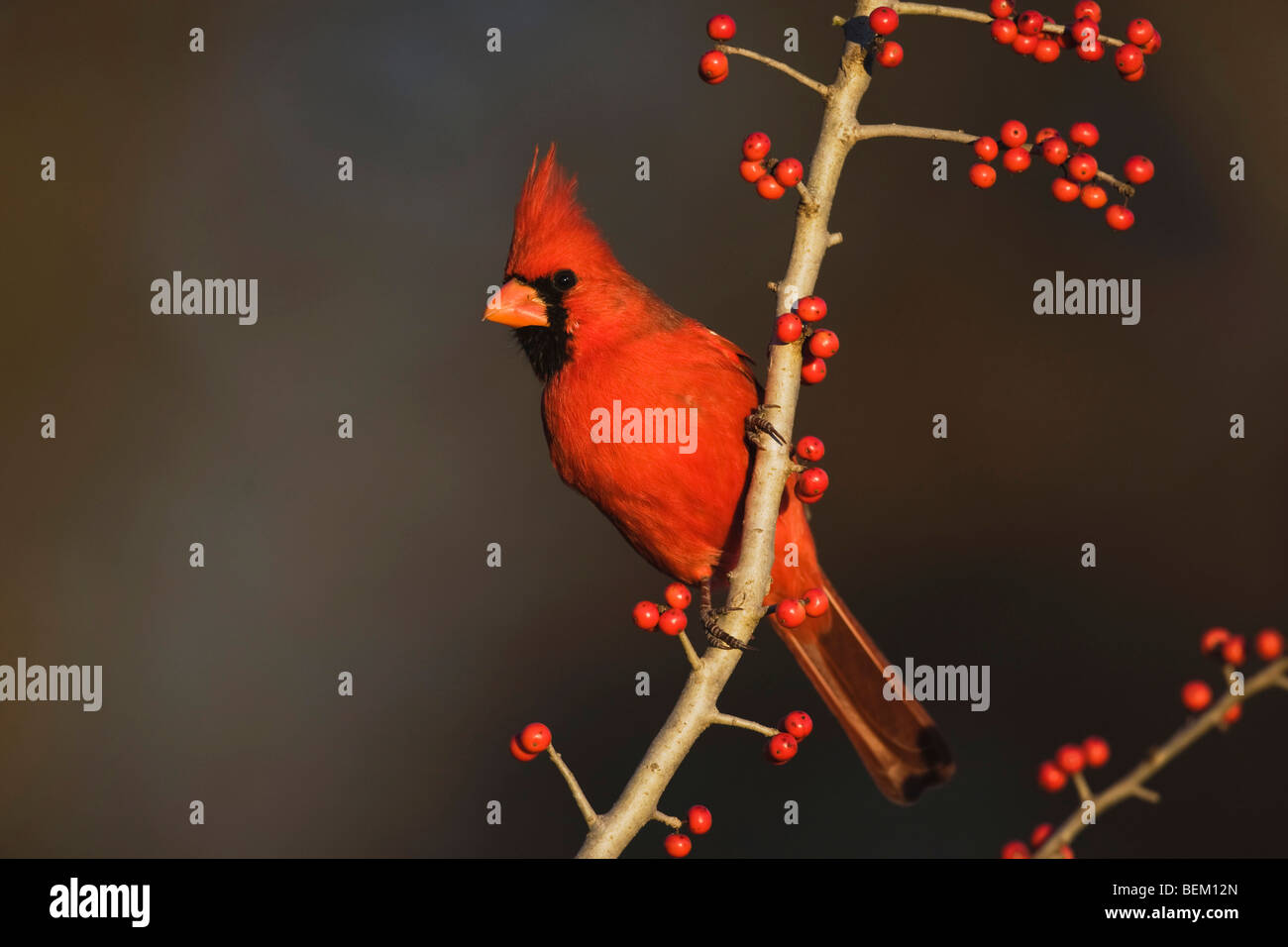 Il Cardinale settentrionale (Cardinalis cardinalis), maschio mangiare Possum Haw Holly (leccio decidua) Bacche, Bandera, Hill Country, Texas Foto Stock