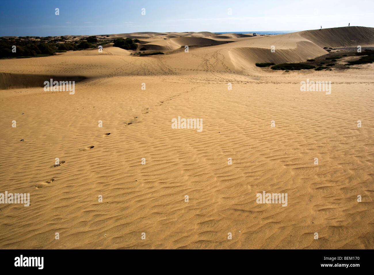 Le dune di sabbia e vegetazione costiera a Maspalomas, Gran Canaria, Isole Canarie, Spagna, Europa Foto Stock