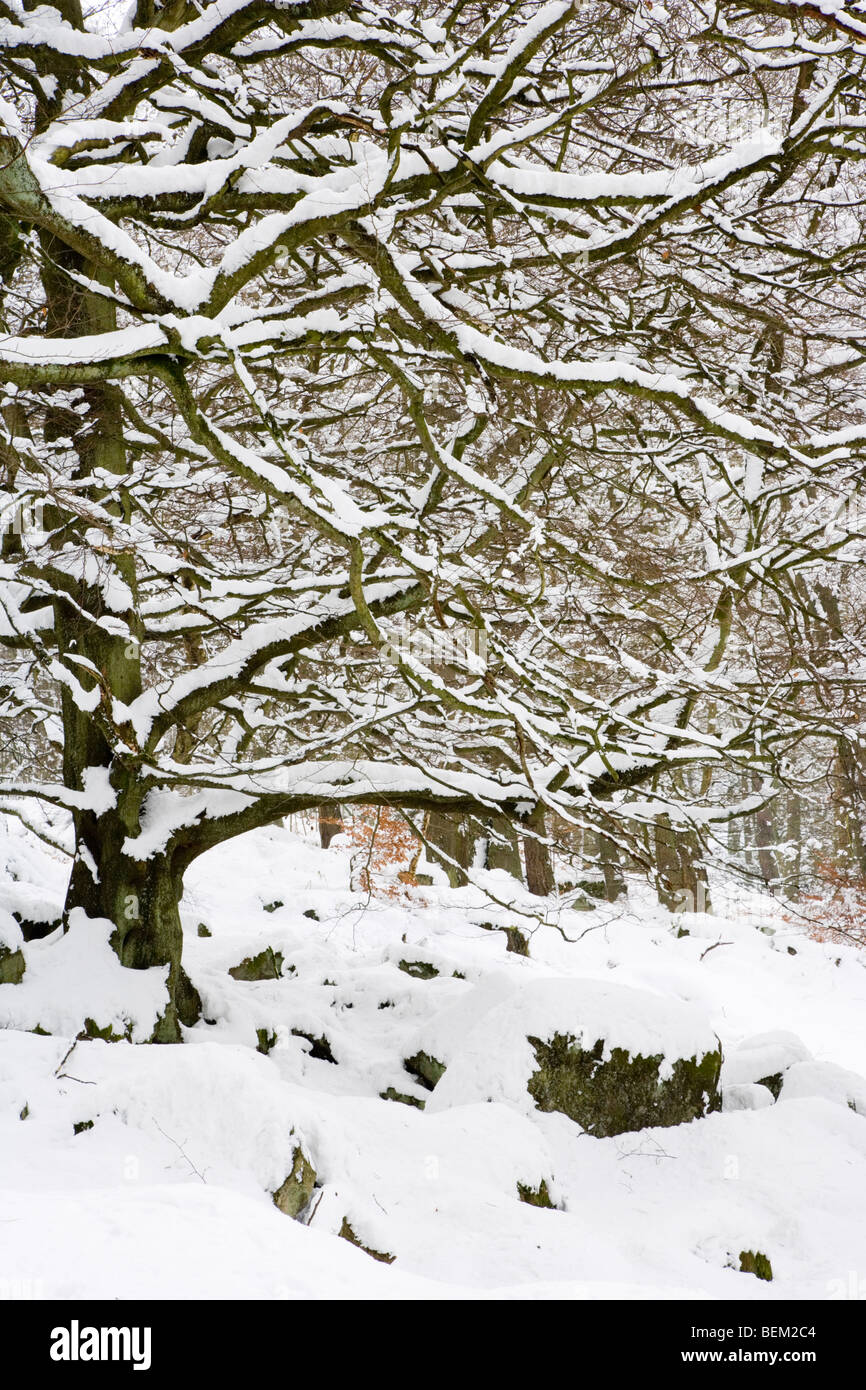Boschi di forra Padley sotto una coltre di neve sul Longshaw tenuta vicino a Hathersage in Peak District nel Derbyshire Foto Stock