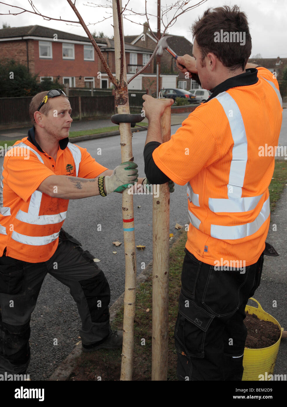 Gli uomini di piantare un albero in una strada suburbana. Foto Stock