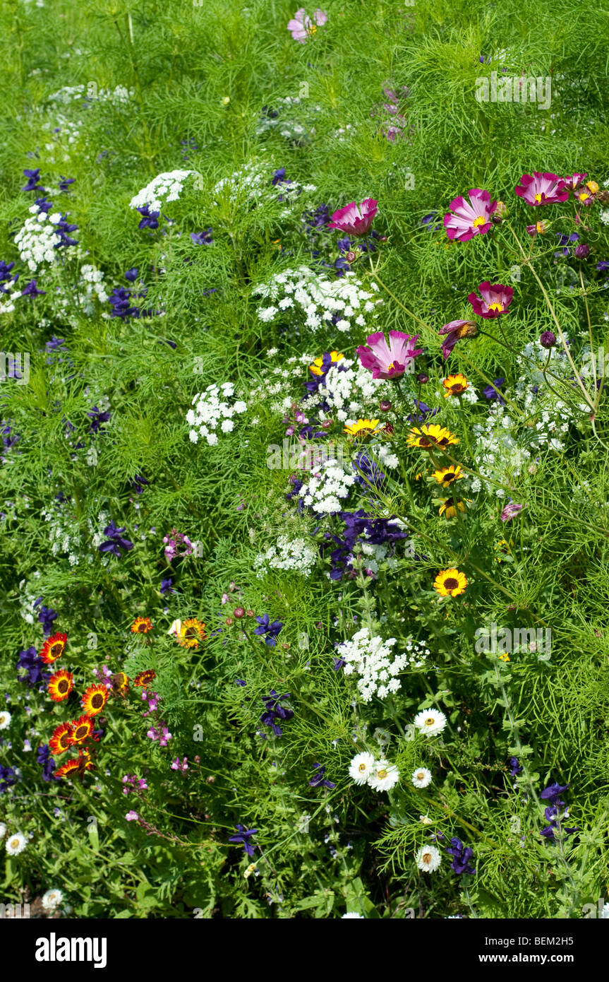 Cosmos bipinnatus conchiglie di mare, Ammi majus e Salvia viridis blu denim in frontiera di fiori Foto Stock
